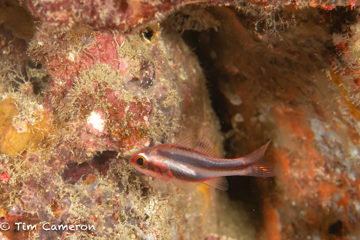 Apogon semiornatus - Mabini, Batangas, Philippines