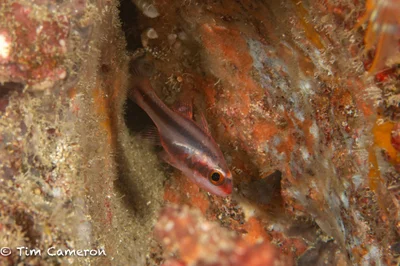 Apogon semiornatus - Mabini, Batangas, Philippines
