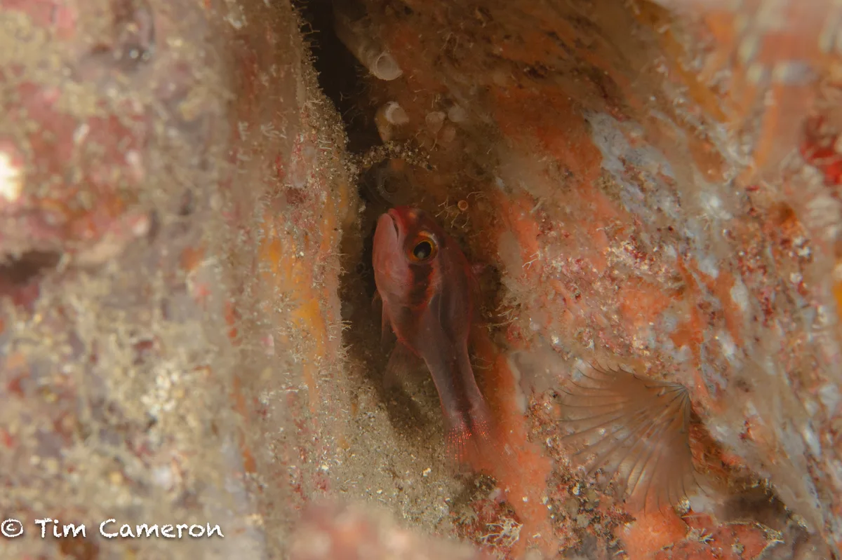 Apogon semiornatus - Mabini, Batangas, Philippines