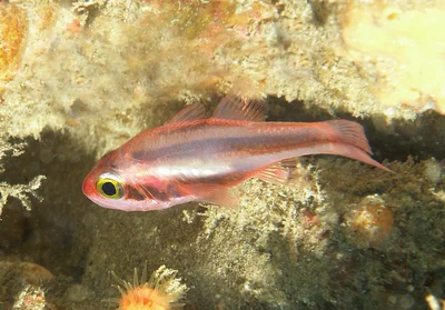 Apogon semiornatus - Sodwana bay
