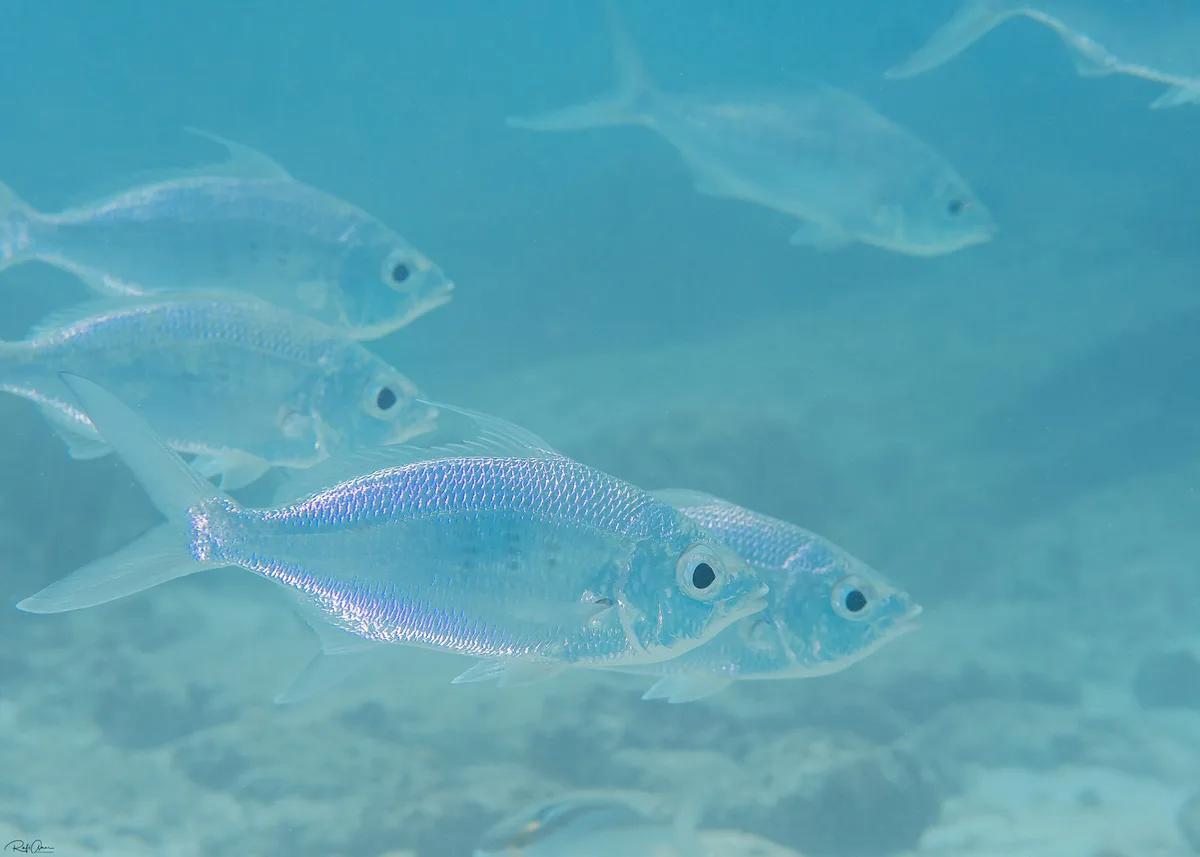 Slender Silverbiddy - Gerres oblongus
