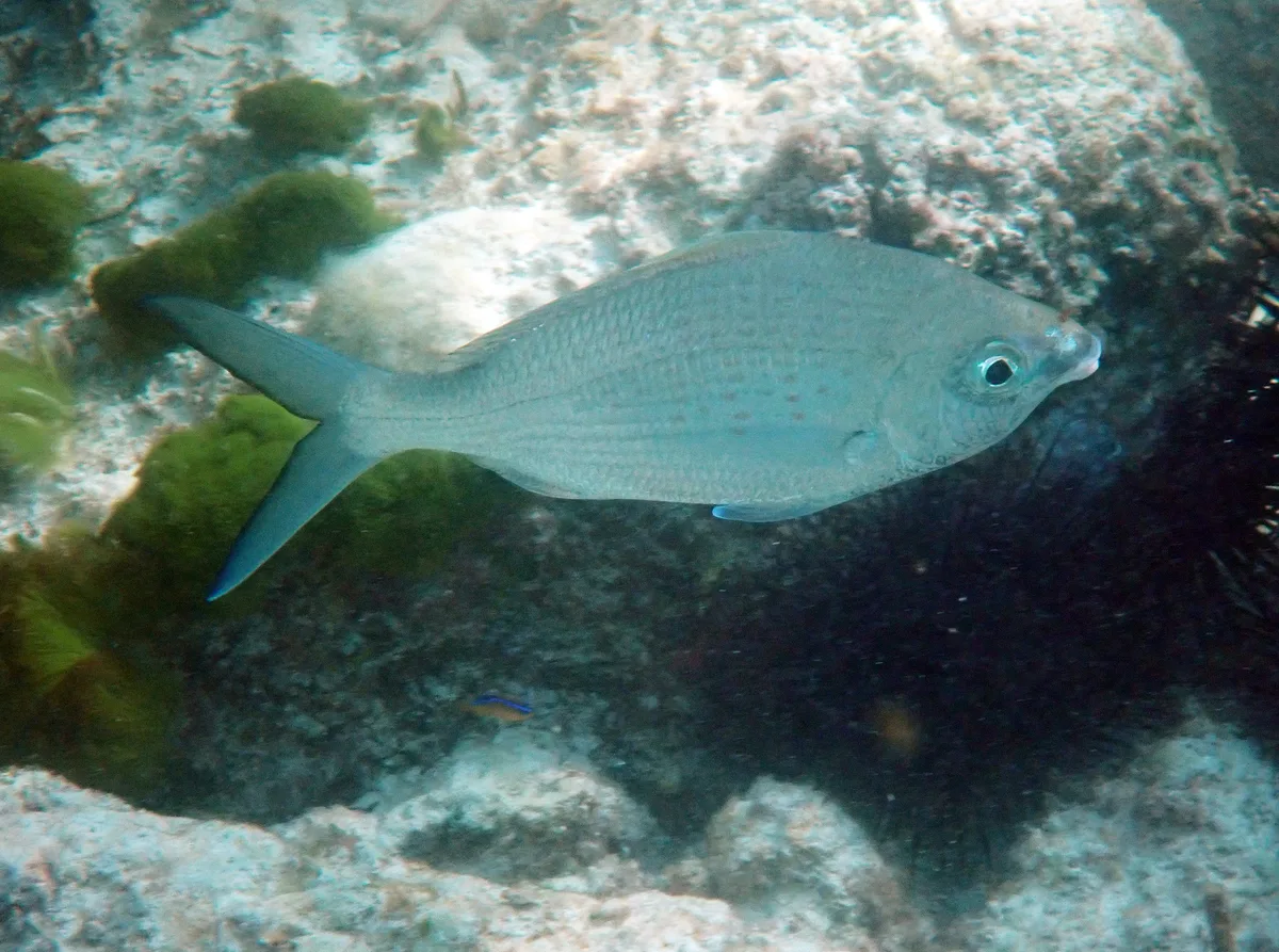 Gerres oblongus - Port Glaud, Seychelles