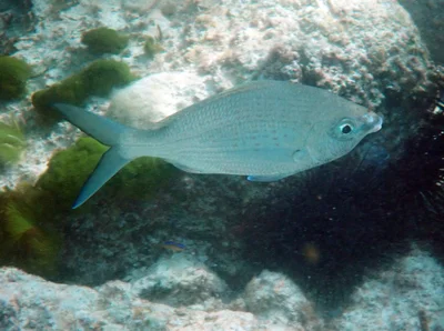Gerres oblongus - Port Glaud, Seychelles