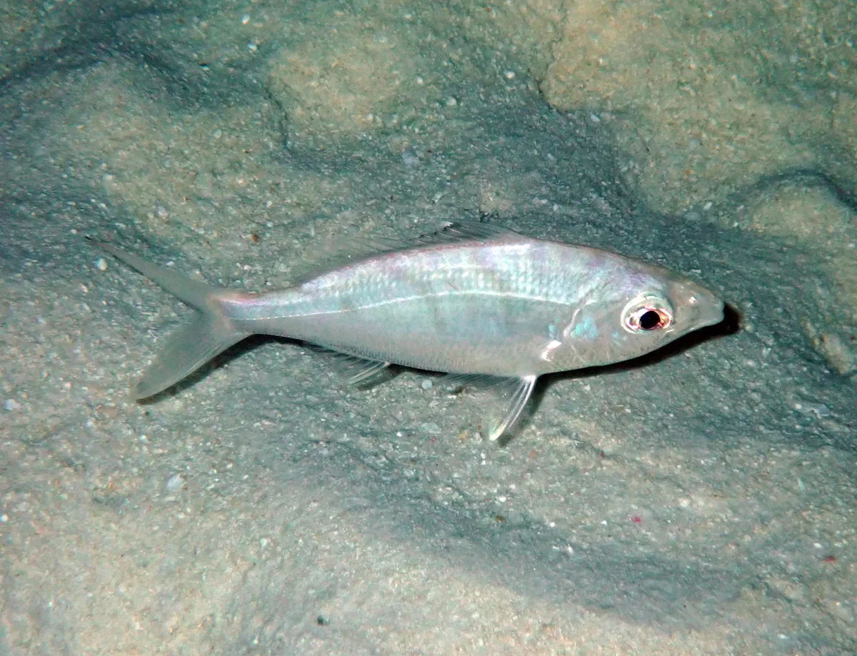 Gerres oblongus - Vilamendhoo Island, Maldives