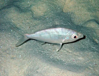 Gerres oblongus - Vilamendhoo Island, Maldives