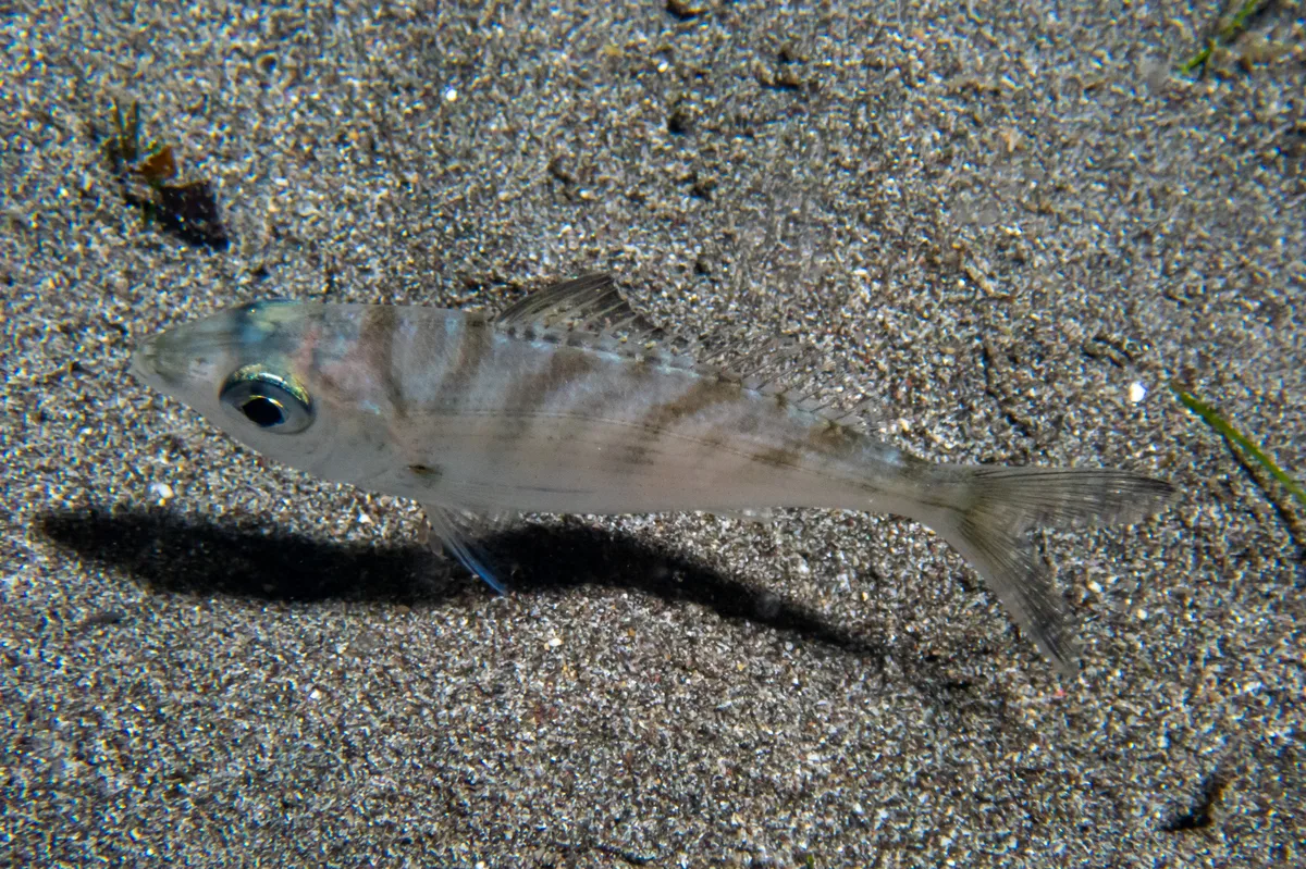 Gerres oblongus - Biorock, Pemuteran, Bali, Indonesia