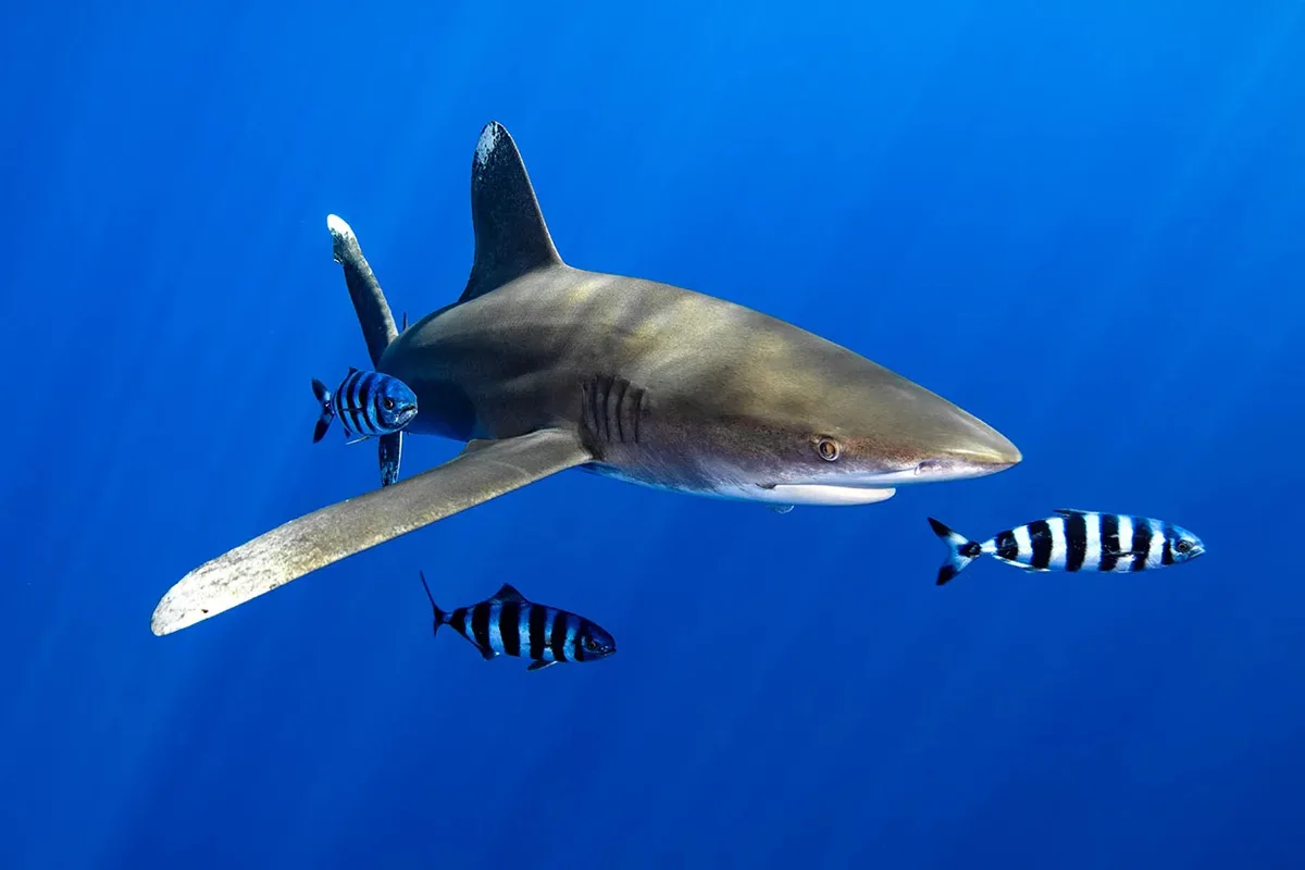 Oceanic Whitetip Shark