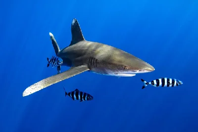 Oceanic Whitetip Shark