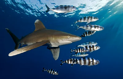 Oceanic Whitetip Shark