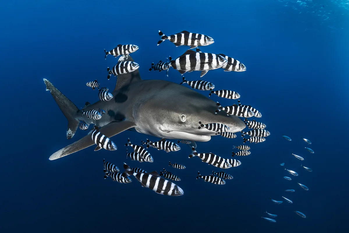 Oceanic Whitetip Shark