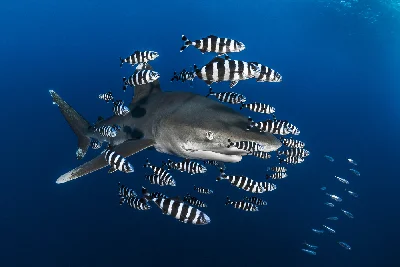 Oceanic Whitetip Shark