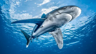 Oceanic whitetip shark - Requin océanique (Carcharhinus longimanus)