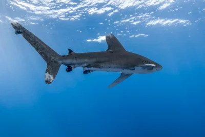 Oceanic whitetip shark-Requin océanique (Carcharhinus longimanus)