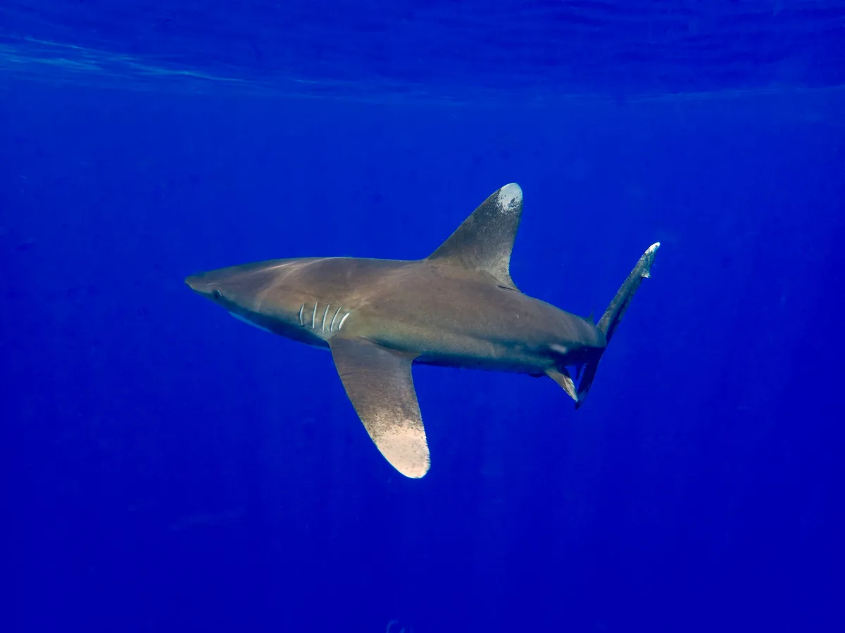 Carcharhinus longimanus - Island of Hawai'i, Hawaii, USA