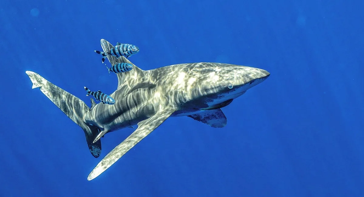 Carcharhinus longimanus