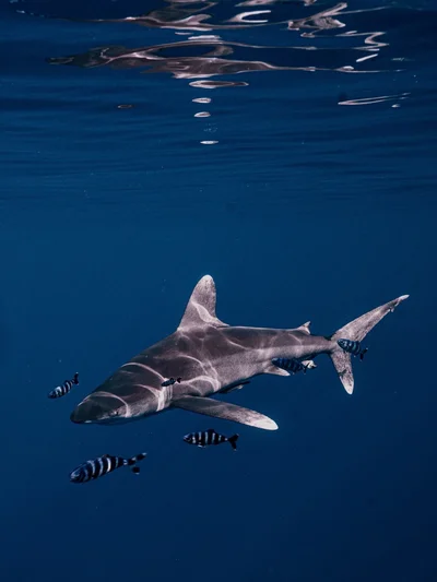 Carcharhinus longimanus - Fuvahmulah, Gnaviyani, MV