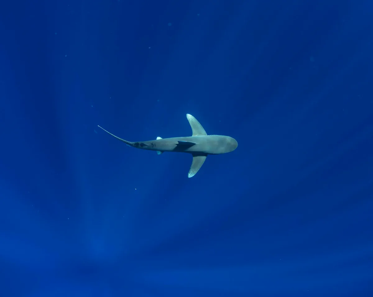 Carcharhinus longimanus - Hawaii County, HI, USA
