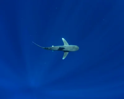 Carcharhinus longimanus - Hawaii County, HI, USA