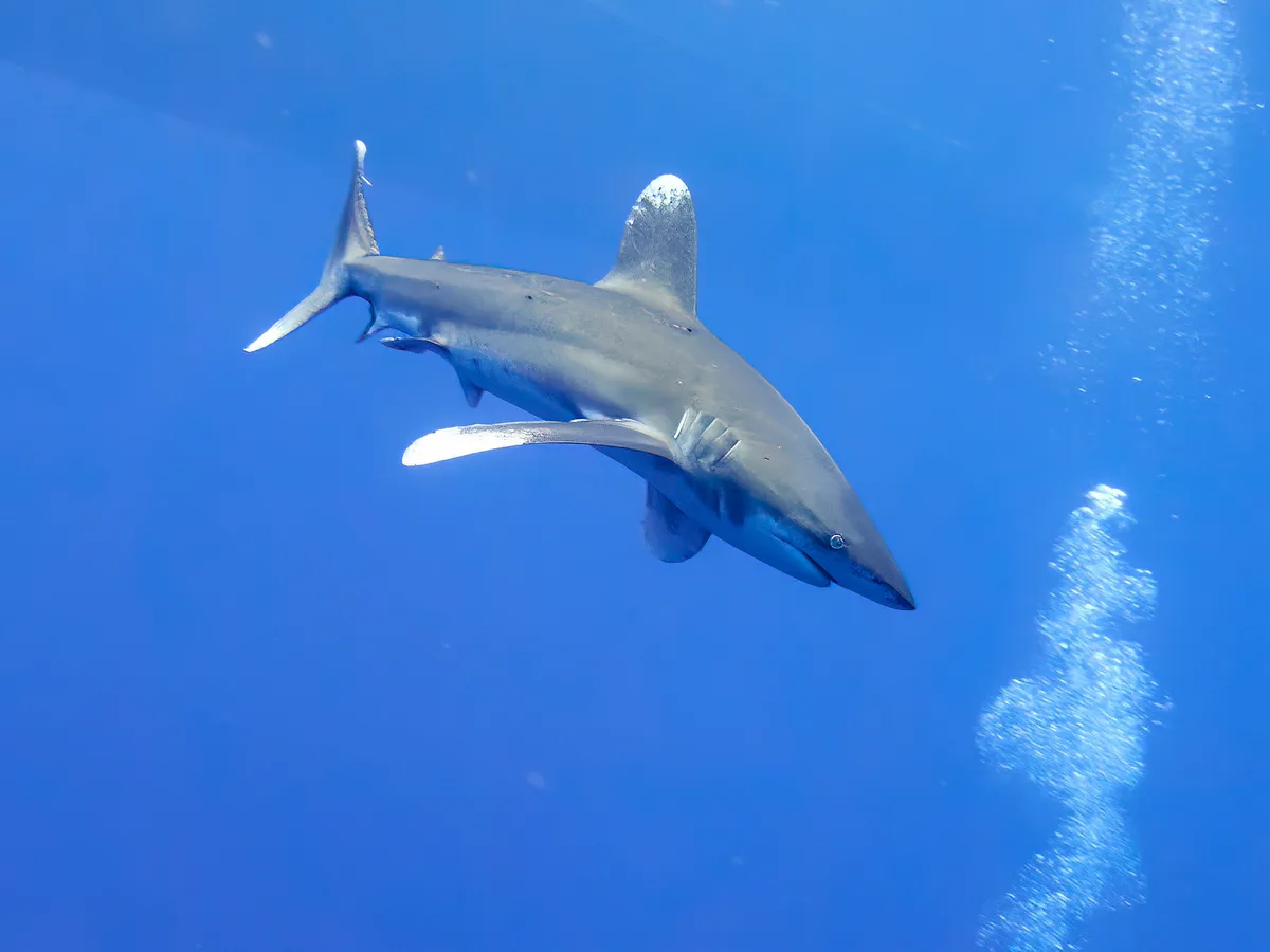 Carcharhinus longimanus