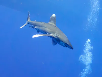 Carcharhinus longimanus