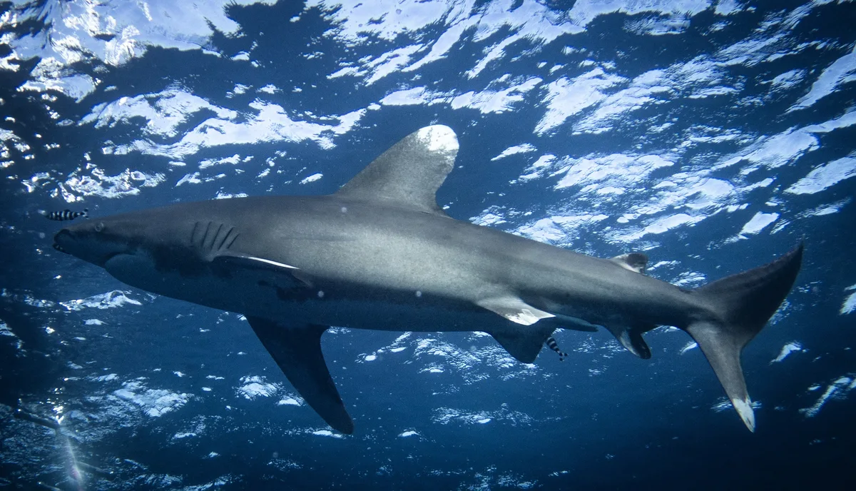 Carcharhinus longimanus - Red Sea, Red Sea, EG