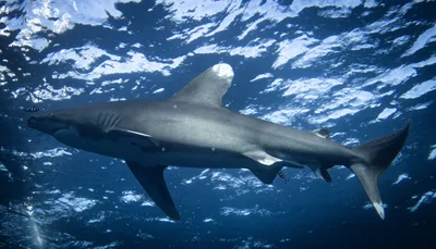 Carcharhinus longimanus - Red Sea, Red Sea, EG