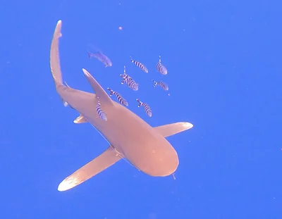 Carcharhinus longimanus