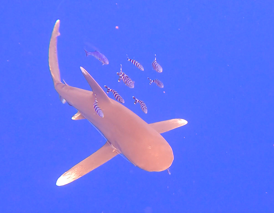 Carcharhinus longimanus