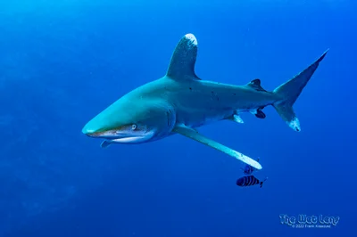 Carcharhinus longimanus