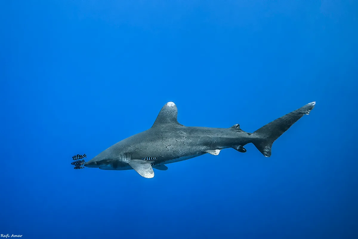 Carcharhinus longimanus - הורגהאדה, Hurghada, אל באחר אל אחמר, מצרים