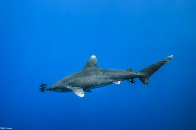 Carcharhinus longimanus - הורגהאדה, Hurghada, אל באחר אל אחמר, מצרים