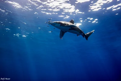 Carcharhinus longimanus - הורגהאדה, Hurghada, אל באחר אל אחמר, מצרים