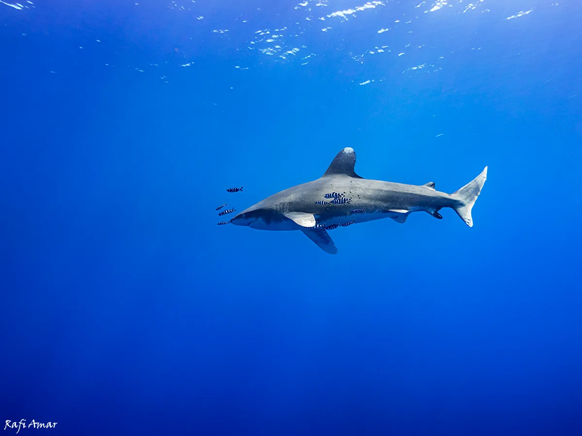 Carcharhinus longimanus - הורגהאדה, Hurghada, אל באחר אל אחמר, מצרים