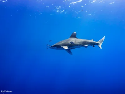 Carcharhinus longimanus - הורגהאדה, Hurghada, אל באחר אל אחמר, מצרים
