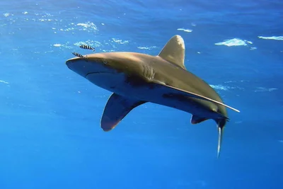 Carcharhinus longimanus