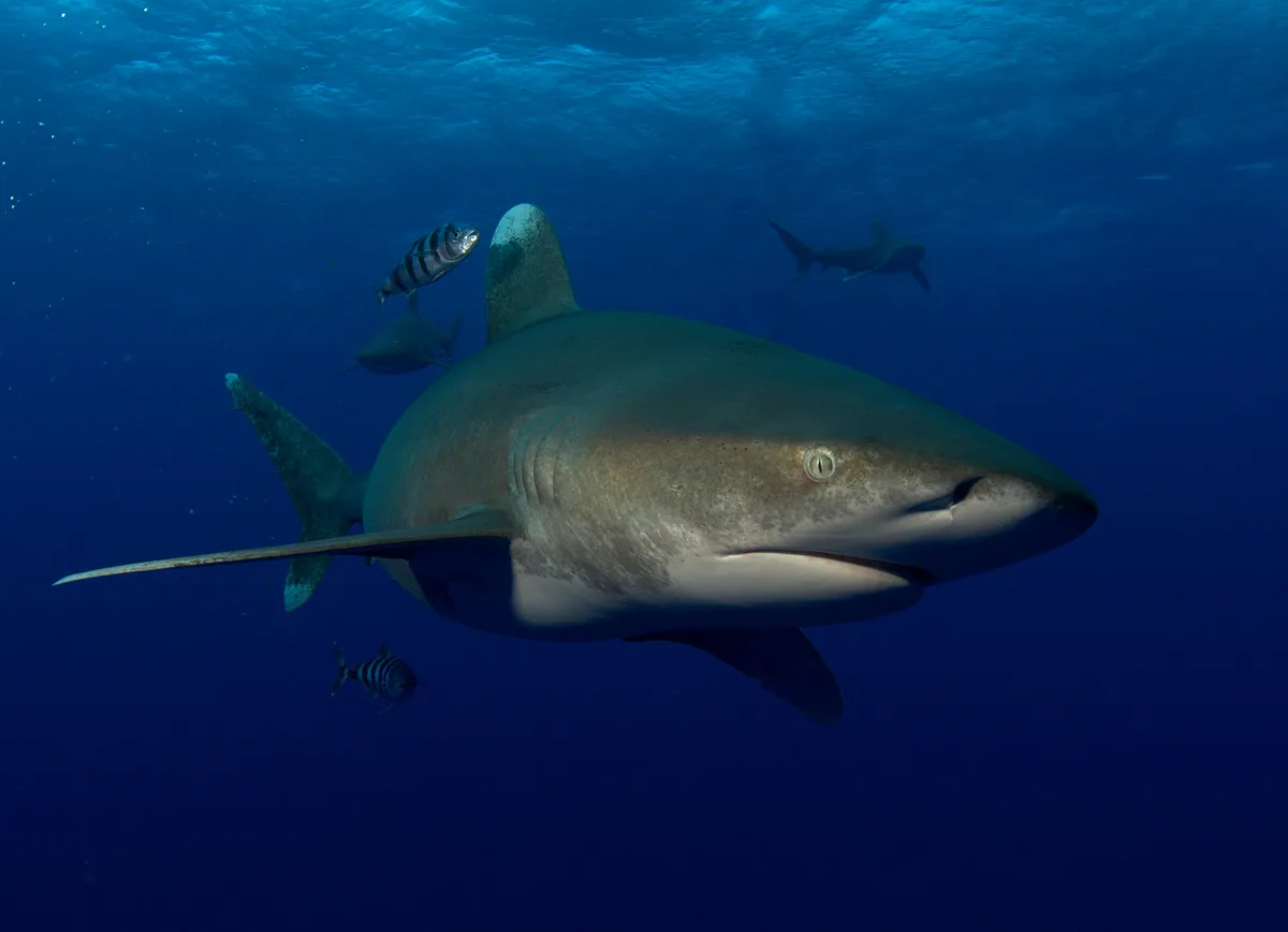 Carcharhinus longimanus - Cat Island, The Bahamas