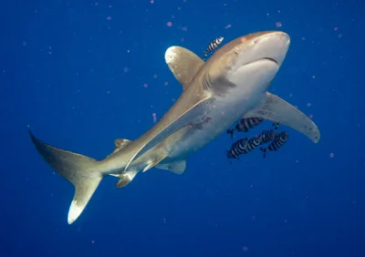 Carcharhinus longimanus - Big Brother Island, Egypt