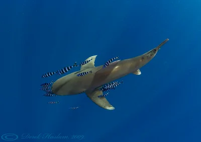 Oceanic whitetip shark. Carcharhinus longimanus.