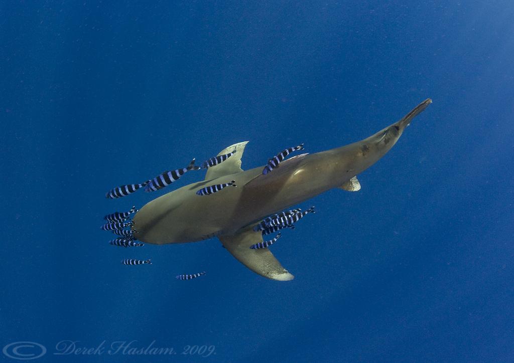 Oceanic whitetip shark. Carcharhinus longimanus.