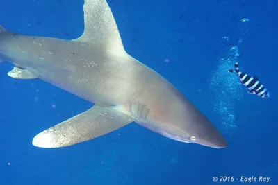 Oceanic Whitetip Shark
