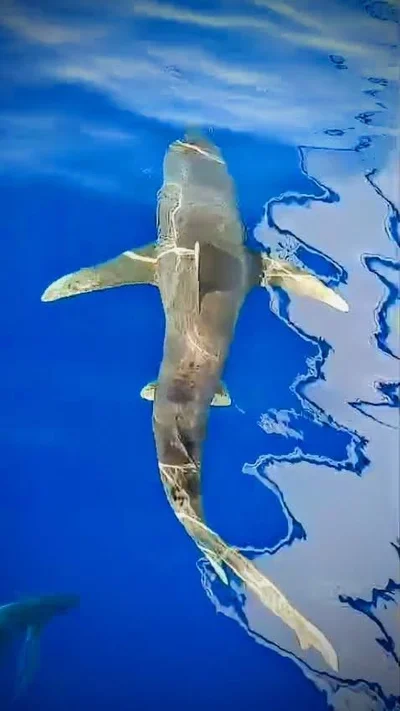 Oceanic Whitetip Shark