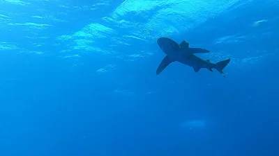Oceanic Whitetip Shark