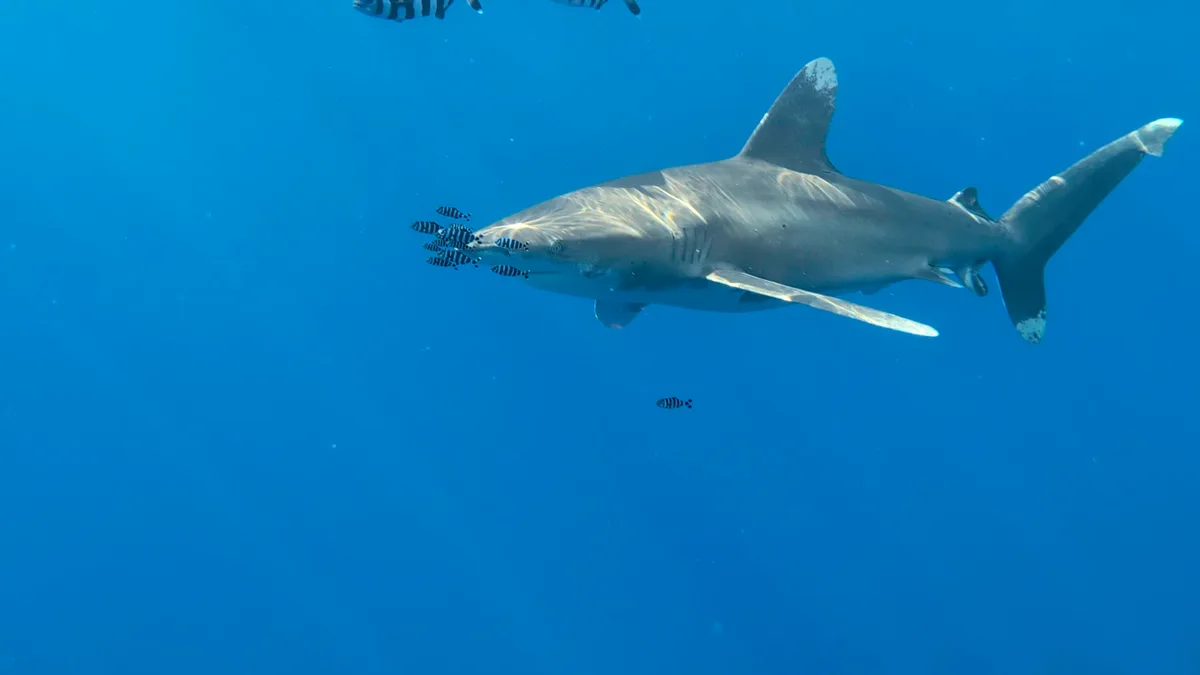 Oceanic Whitetip Shark
