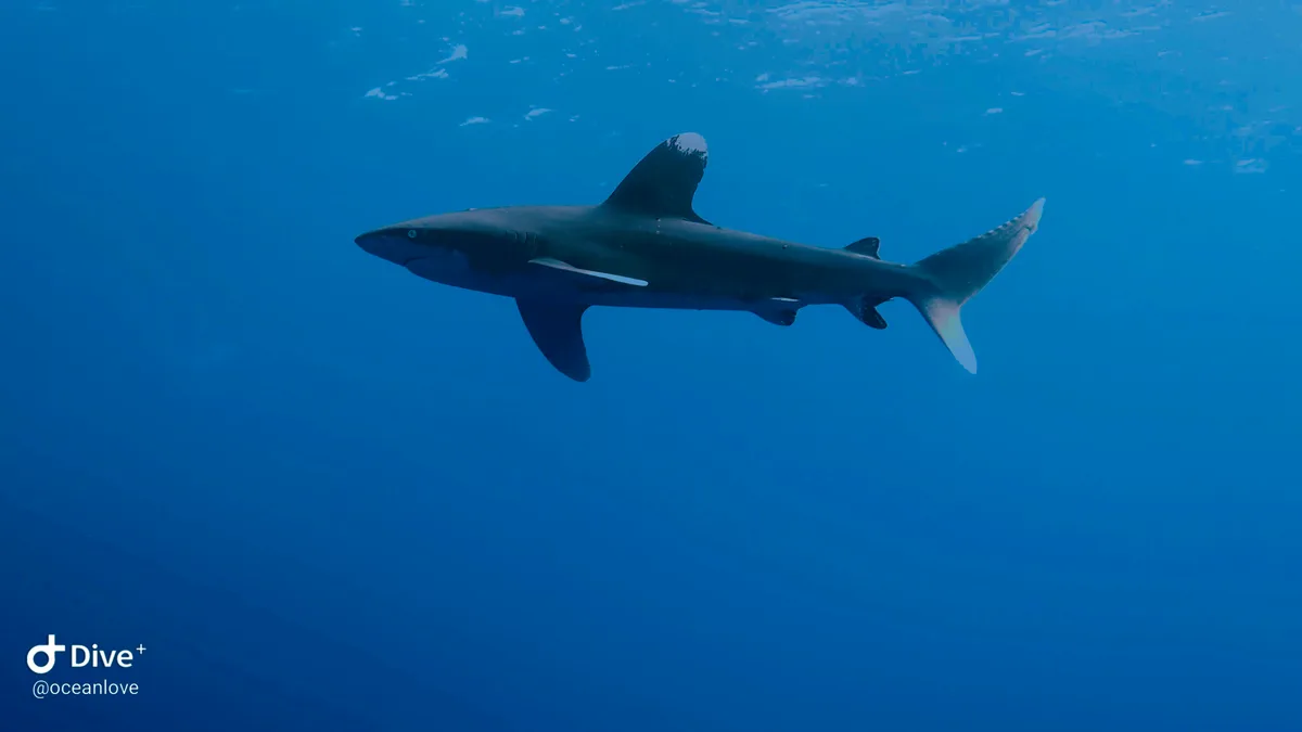 Oceanic Whitetip Shark