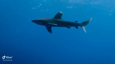 Oceanic Whitetip Shark