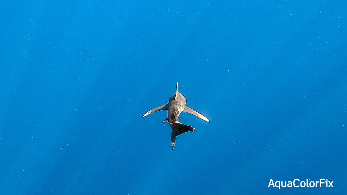 Oceanic Whitetip Shark