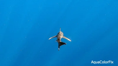 Oceanic Whitetip Shark
