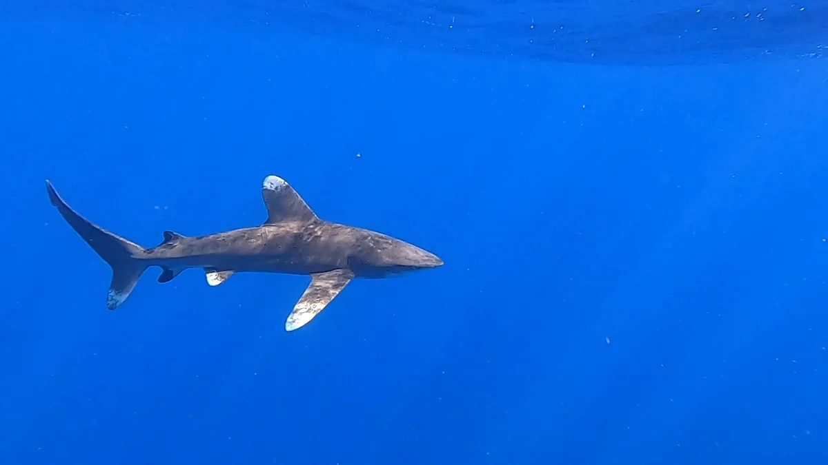 Oceanic Whitetip Shark