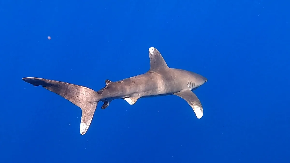 Oceanic Whitetip Shark