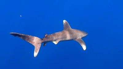 Oceanic Whitetip Shark